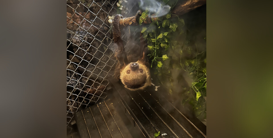 'Sloth Encounters' pet shop owner opposes proposed NY exotic animal ban