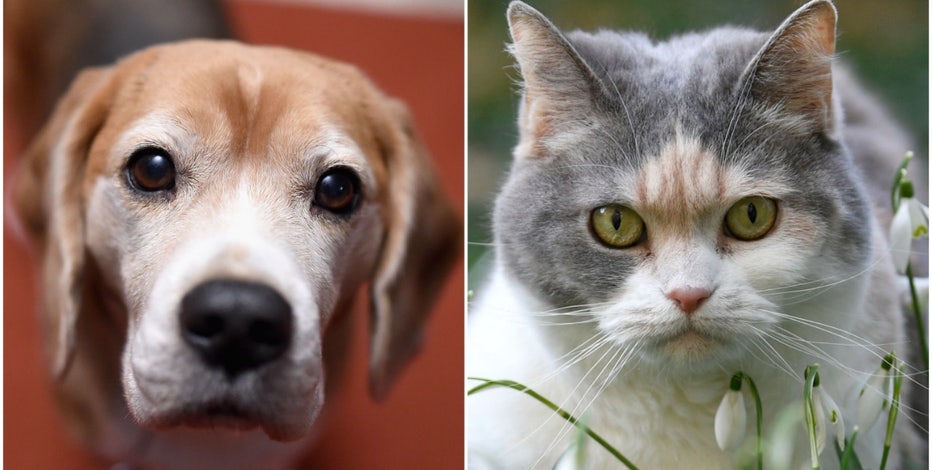 These US states prefer dogs over cats: new report
