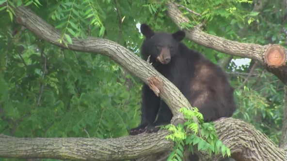 DC black bear tranquilized after spending hours in tree before running through neighborhood