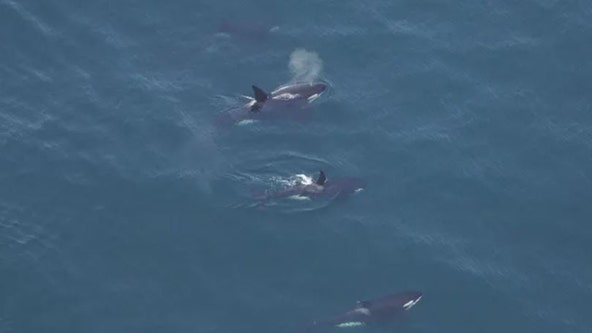 Killer whales spotted swimming off Nantucket in ‘unusual’ sight in New England waters