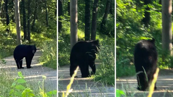 It's illegal to wrestle bears in Missouri, police warn after multiple sightings