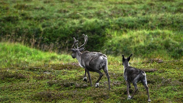 Norway rebuilds reindeer fence at border to stop the animals' costly  strolls into Russia