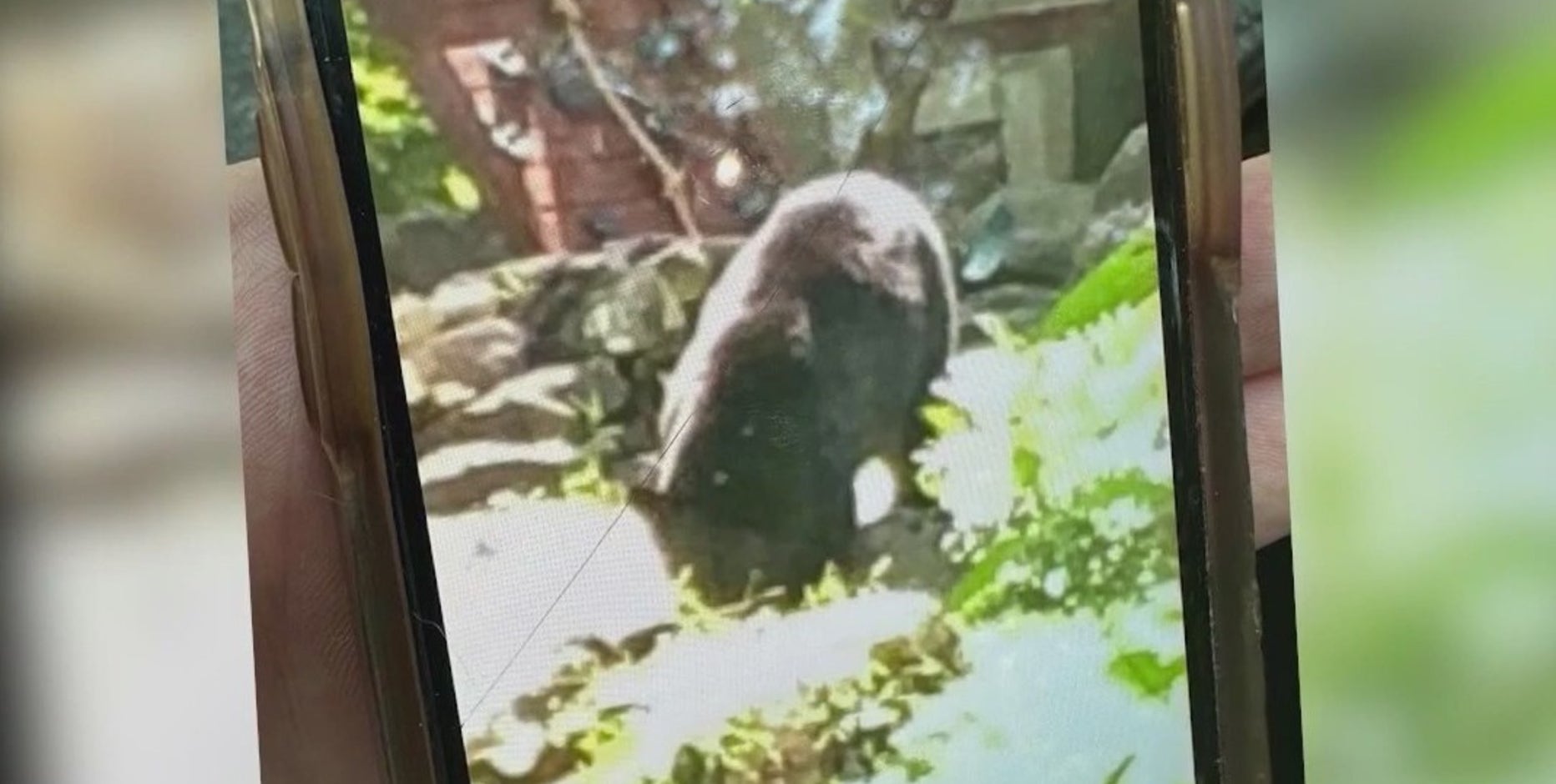 7-year-old boy attacked by bear in Westchester