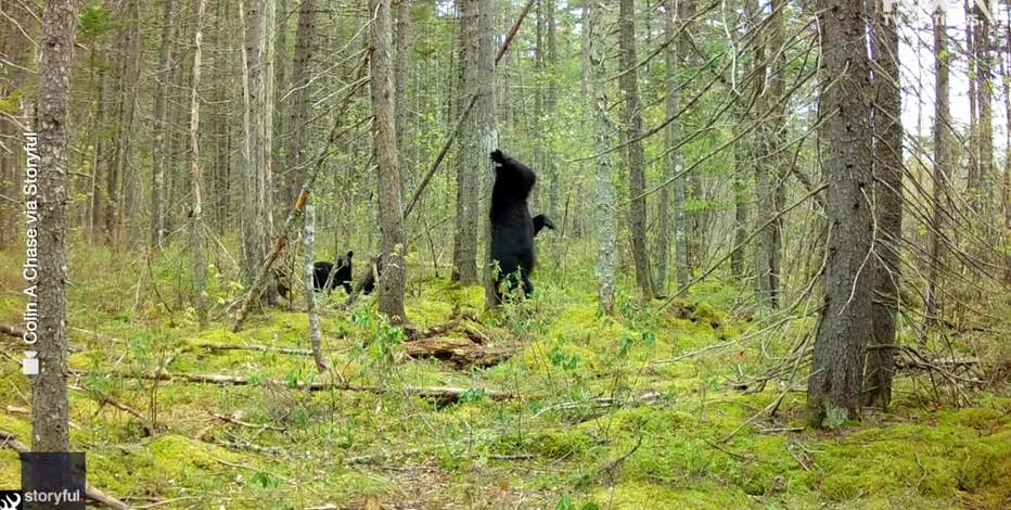 Watch: Mama bear, cubs enjoy back scratches in Maine woods
