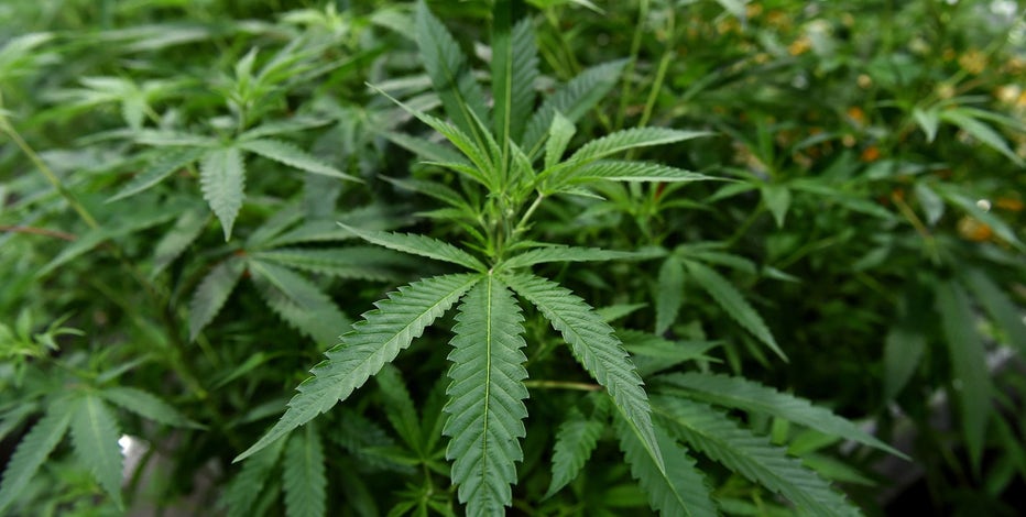 US health agency recommends loosening federal marijuana laws