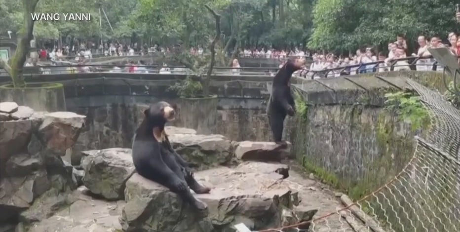 Bears or barely humans? Chinese zoo denies its viral bears are people in costumes
