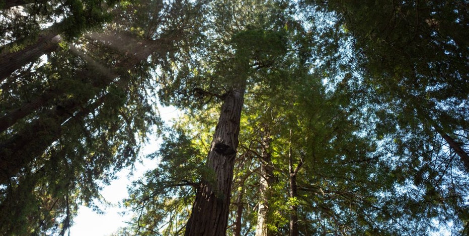 Feds spread $1 billion for tree plantings among US cities to lower extreme heat, improve health