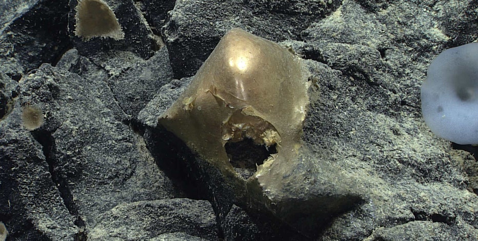 Watch: NOAA scientists find mysterious, shiny orb-like object on seafloor