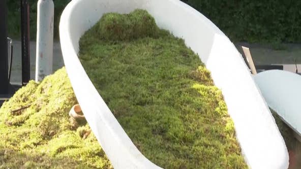 Green burials: The growing popularity of these eco-friendly options