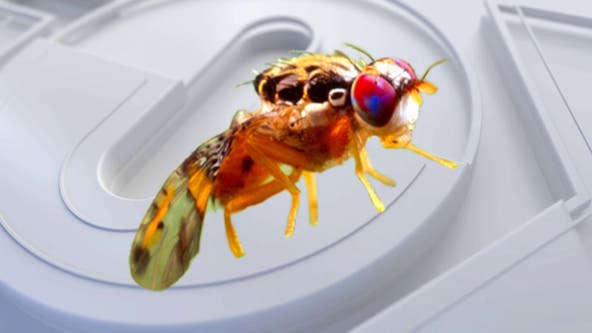 https://images.foxtv.com/images.foxtv.com/static.fox5ny.com/www.fox5ny.com/content/uploads/2023/10/32/18/592/333/fruit-fly.jpg?ve=1&tl=1&ve=1&tl=1