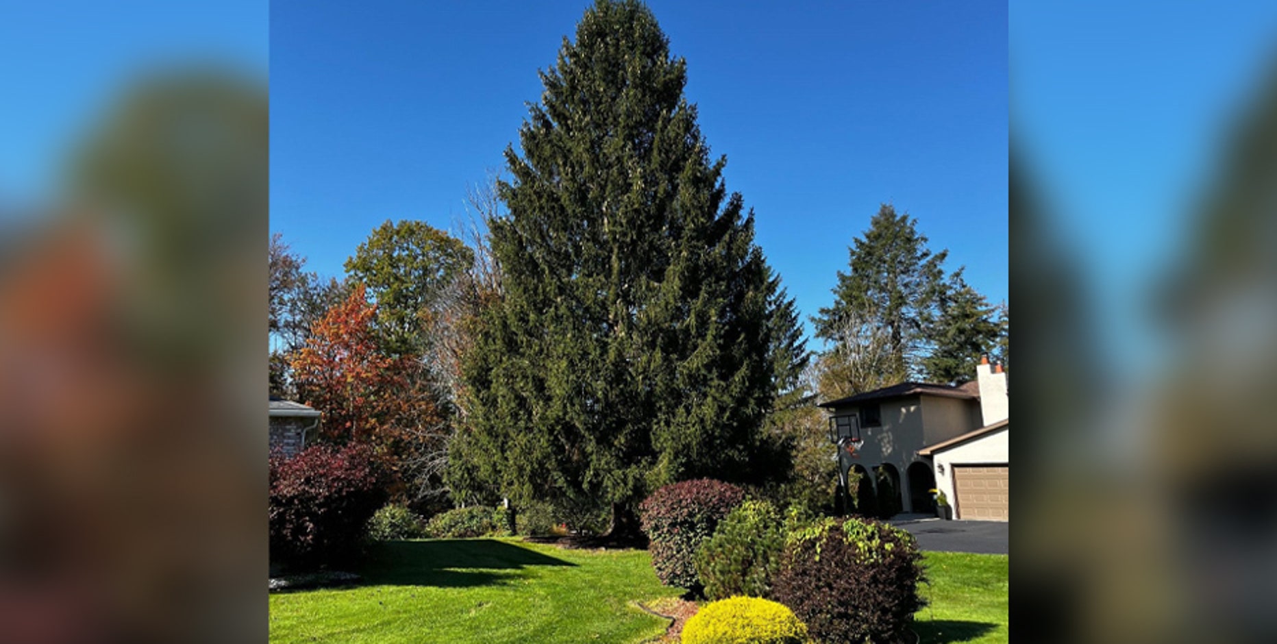 Rockefeller Center Christmas tree: 80-foot Norway spruce gets the nod!
