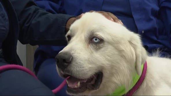 Georgia sheepdog that protected flock from coyotes up for Farm Dog of the Year