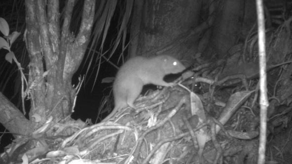 Ultra-rare, giant rat that cracks coconuts with its teeth caught on camera for first time