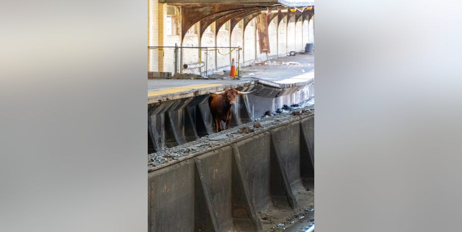 Loose bull at Newark Penn Station contained after roaming tracks, disrupting NJ Transit