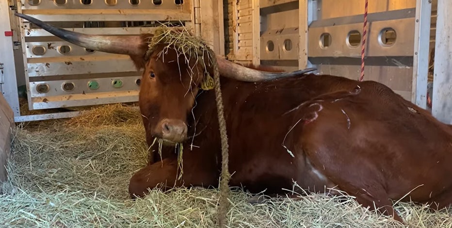 Ricardo the bull, captured after roaming Newark Penn Station tracks, gives 'interview' from animal sanctuary