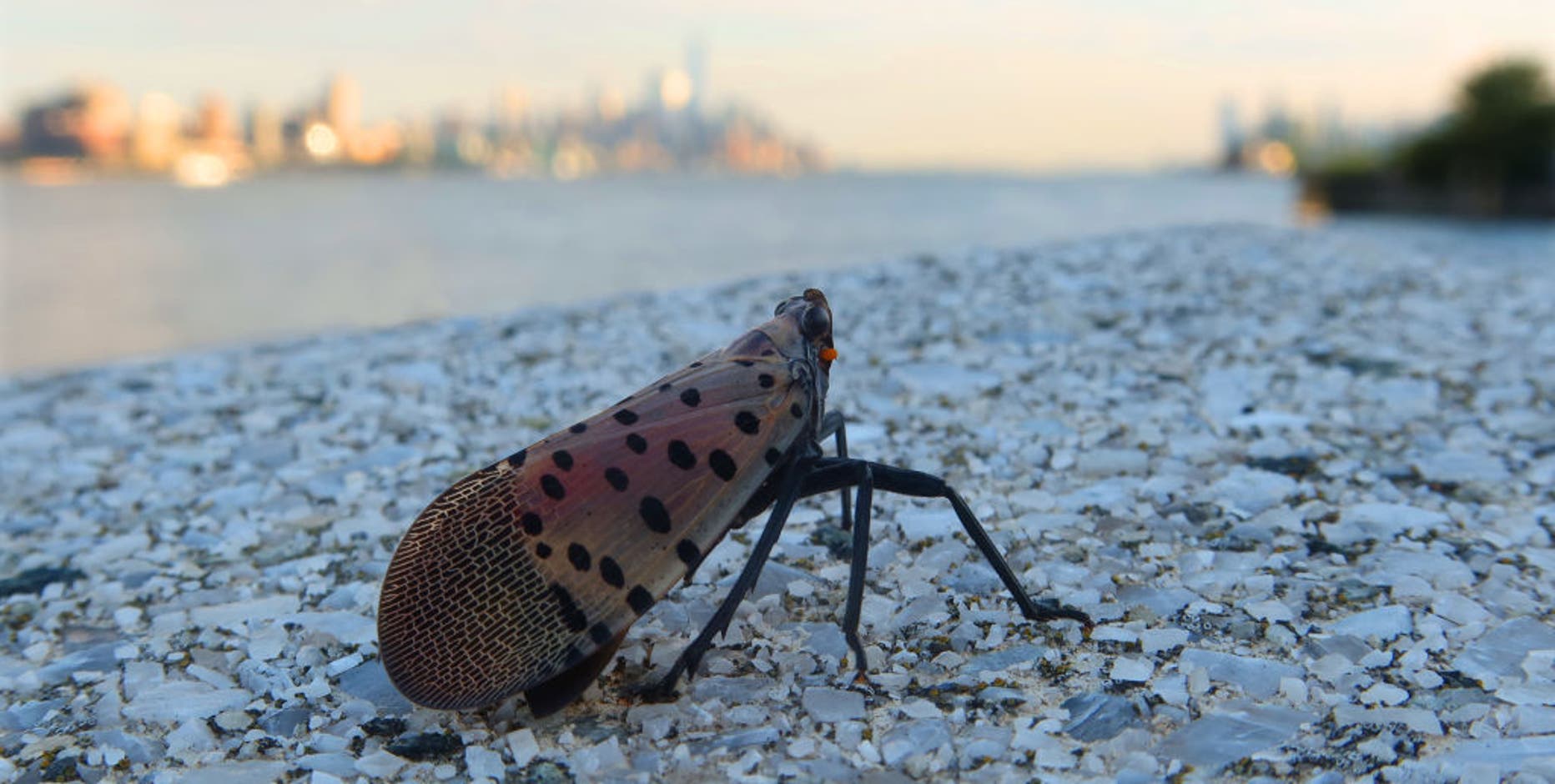 Spotted lanternfly eggs hatching across NYC now: What to expect in summer 2024