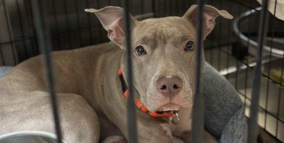 NYC's animal shelter crisis: Reason behind surge in surrendering pets