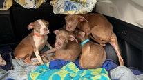 Puppies left abandoned in airtight, feces-filled container at NY gas station