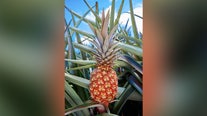 A $400 red pineapple? Meet this rare designer fruit from Costa Rica