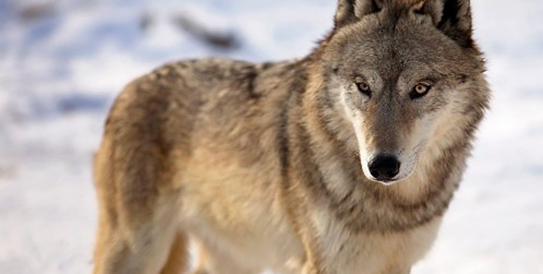 Wolf hunt approved in Wisconsin as legal fight continues