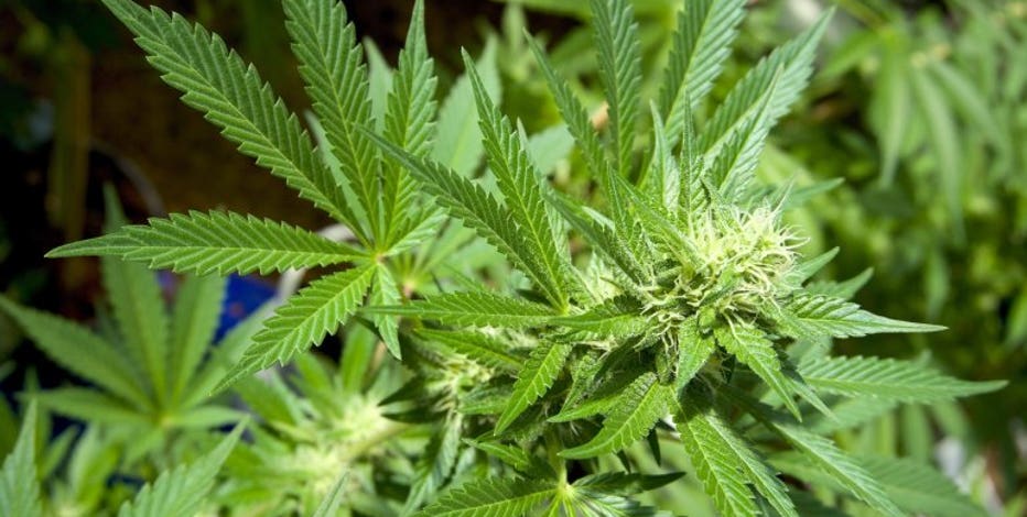Bipartisan Wisconsin pot possession proposal introduced