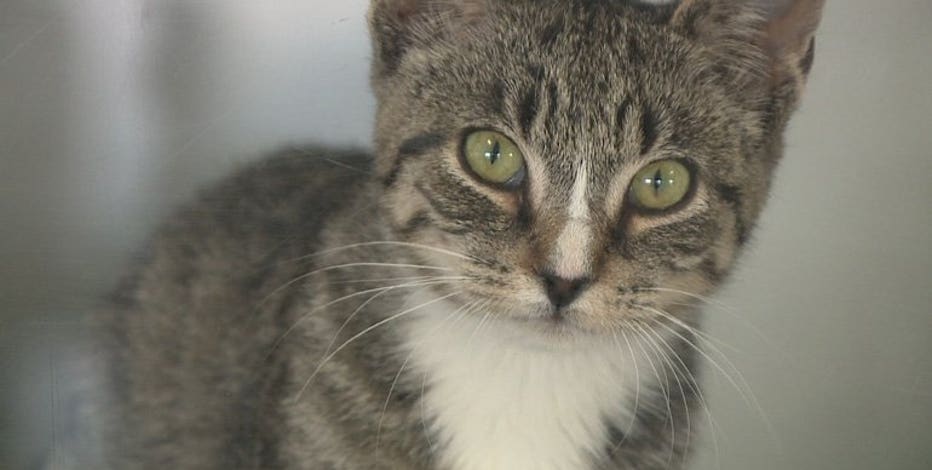 MADACC cat, kitten adoption event; fees waived, reduced