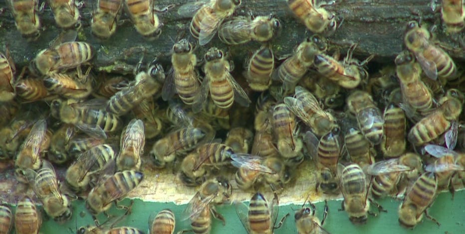 Wisconsin bee boosting initiative growing: 'No Mow May'