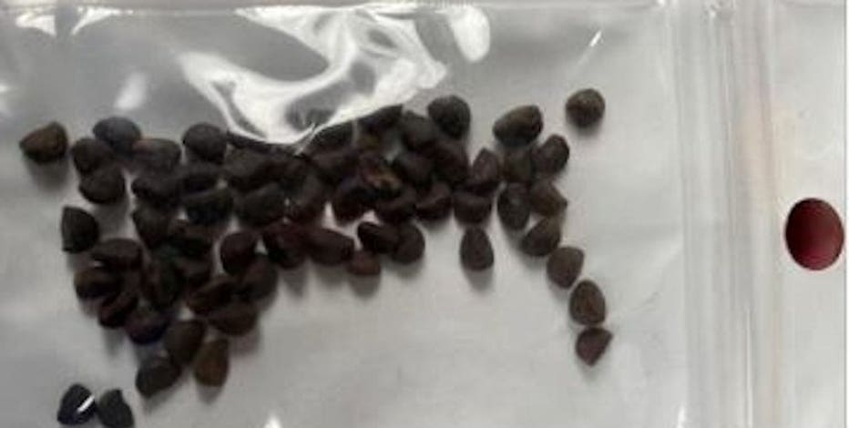 Wisconsin residents receive what looks like Chinese seeds