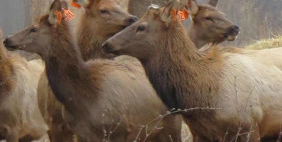 Southern Wisconsin elk sighting reports; DNR reminder for hunters