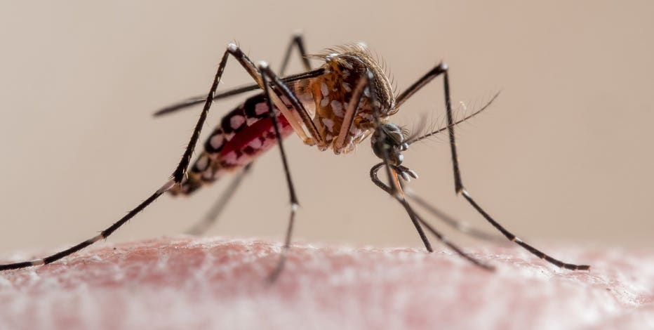 Mosquitos 'bad' in Wisconsin, Mosquito Squad sees increase in calls