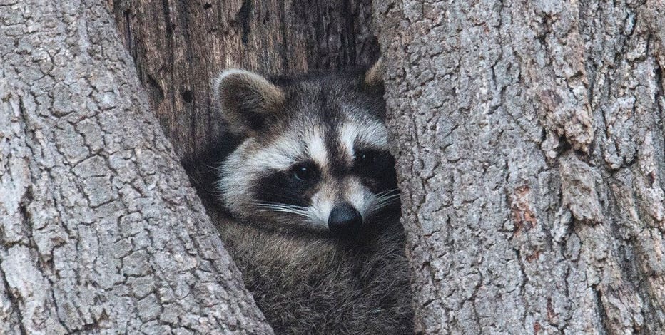 Fewer insurers cover raccoon damage; it could cost you thousands