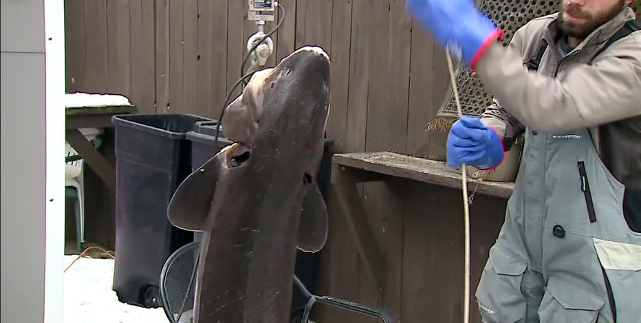 Wisconsin sturgeon spearing season opens Saturday