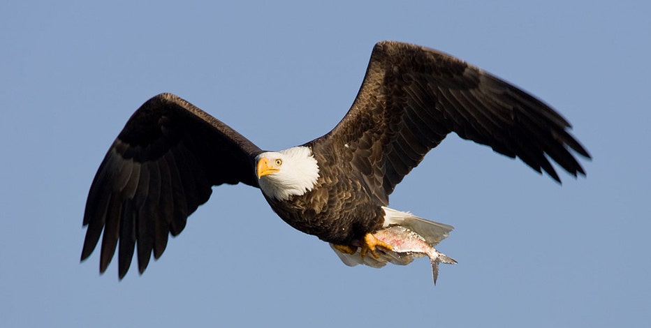 COVID-19 pandemic grounds bald eagle count for 1st time in 50 years