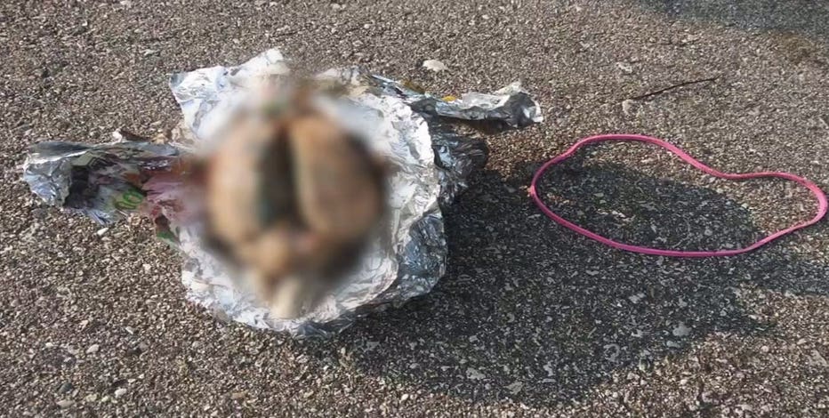 Man finds apparent brain on Racine beach: 'What is this?'
