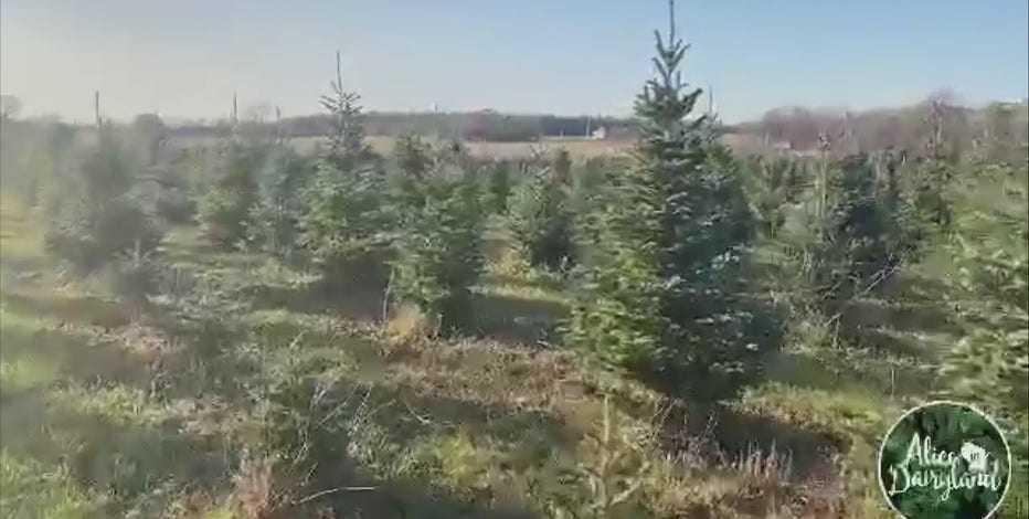 2020 Christmas tree season kicked off with ceremonial cutting