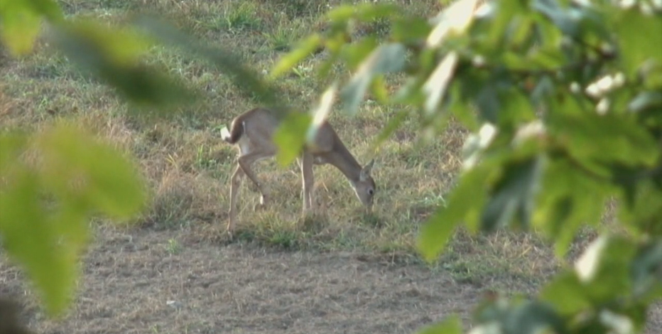 More hunters afield, more deer taken this fall in Wisconsin