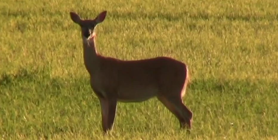 Wisconsin deer hunt chronic wasting disease reminder: DNR