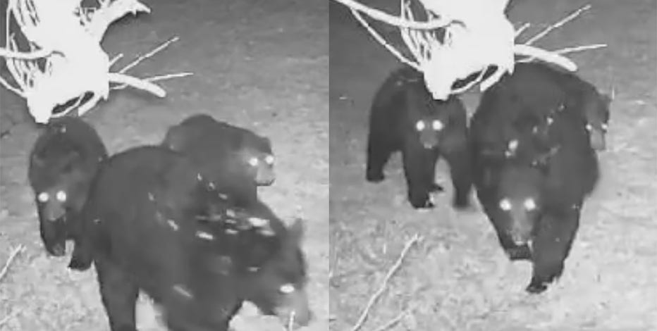 'Shocked' Bears caught on camera in Washington County