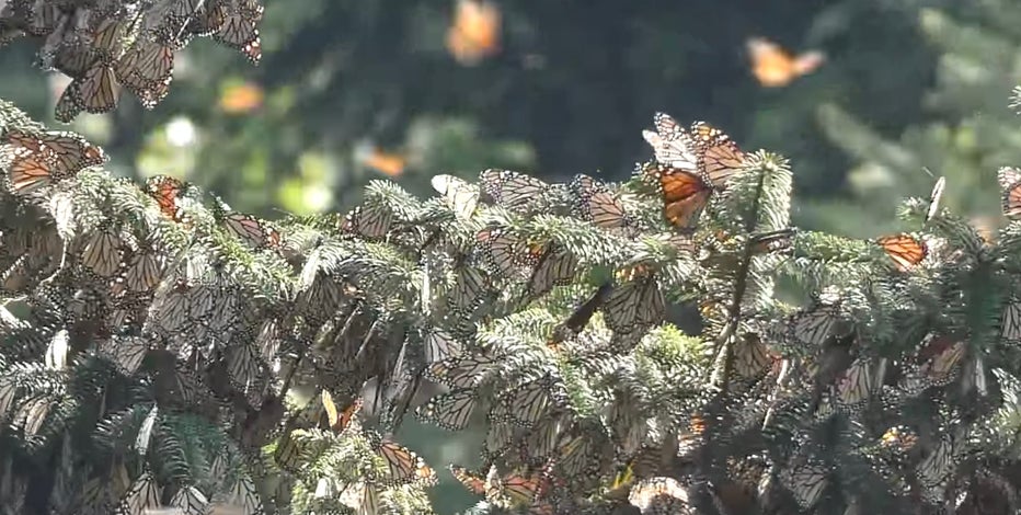 Thousands of monarch butterflies have finally arrived in Mexico