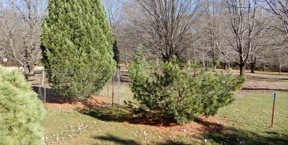 Case closed: Tip helps solve theft of rare tree at UW Arboretum