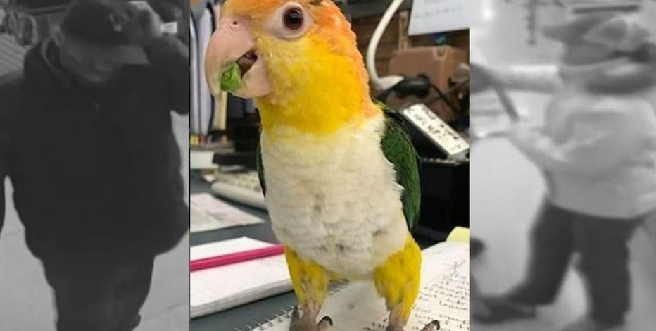 West Allis police seek new tips in 2017 parrot theft