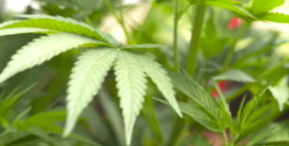 Professor: Decriminalized marijuana could mean fresh start for some