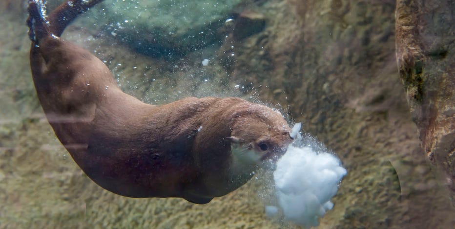 Milwaukee County Zoo offers free entry during Frosty Free Week