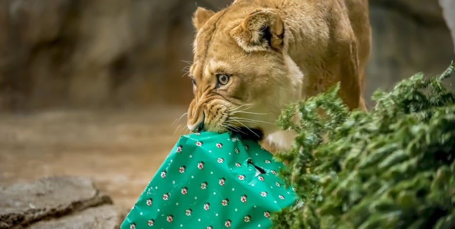 Milwaukee County Zoo offers unique experience this holiday season