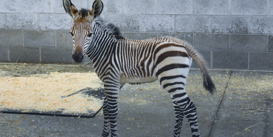 Racine Zoo announces baby zebra birth; public to bid on name