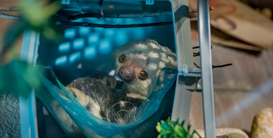 Milwaukee County Zoo welcomes new female sloth, Nentas