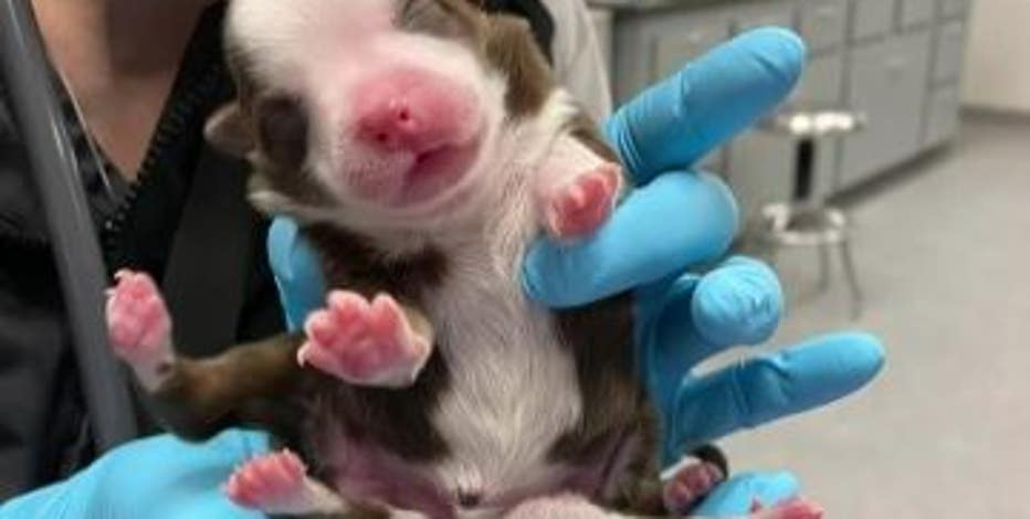 Meet Skipper, the puppy born with 6 legs and 2 tails
