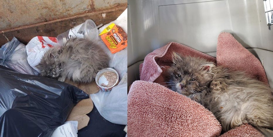 Kitten rescued from dumpster in Waukesha County