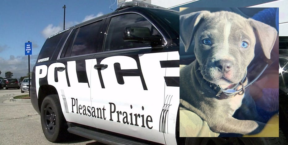 Police seek puppy stolen from lot at Pleasant Prairie Outlet Mall