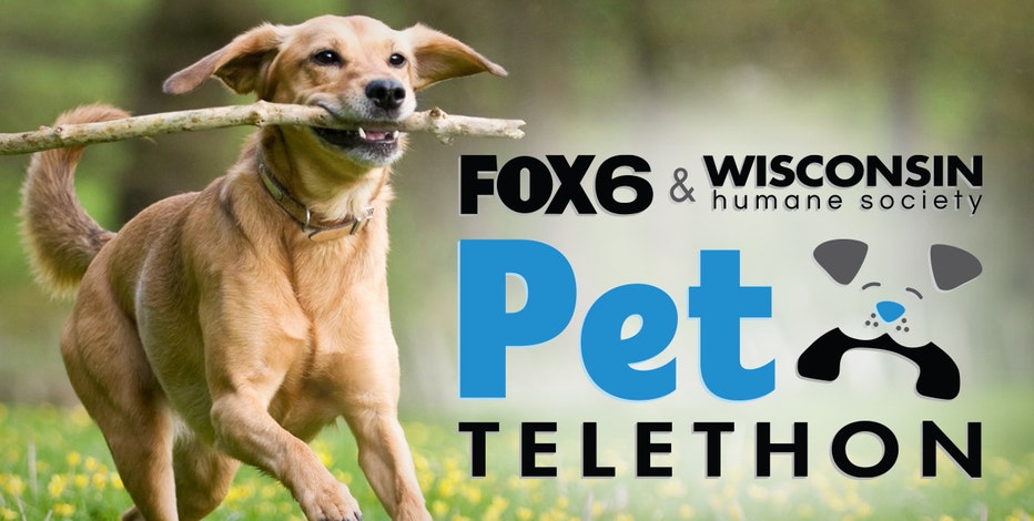 Cuteness alert! Watch the FOX6, Wisconsin Humane Society Pet Telethon